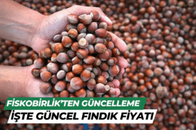 fındık