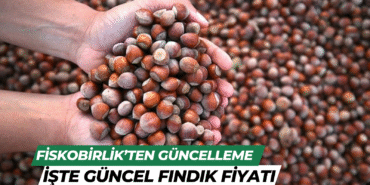 fındık