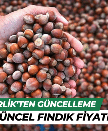 fındık