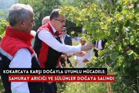 kokarca