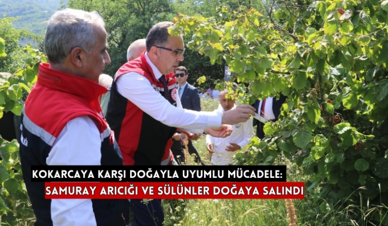 kokarca