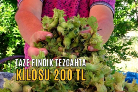 TAZE FINDIK