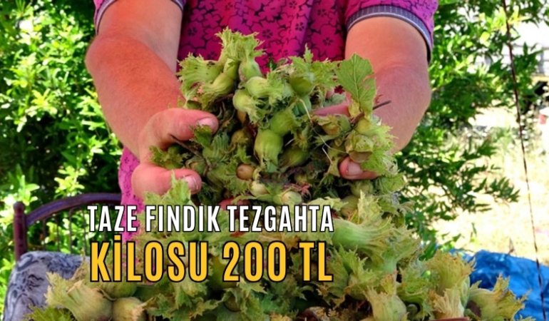TAZE FINDIK