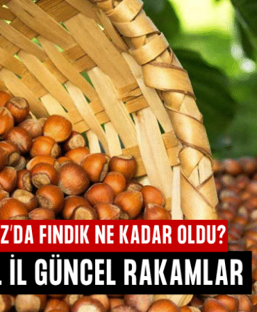 fındık fiyatı