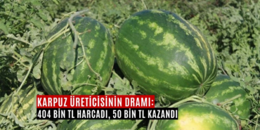 karpuz üreticisinin