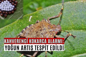kokarca artış
