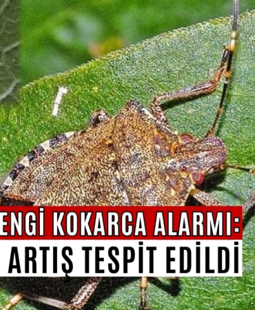 kokarca artış