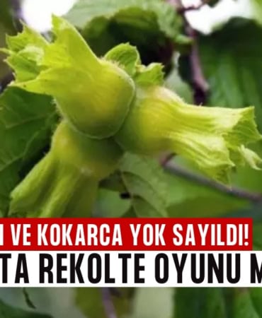 rekolte oyunu