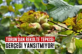rekolte tepkisi