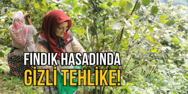 FINDIK HASADI GİZLİ