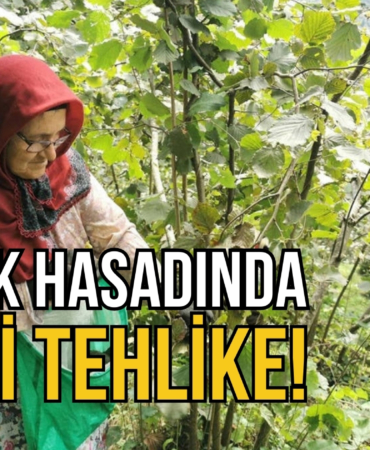 FINDIK HASADI GİZLİ