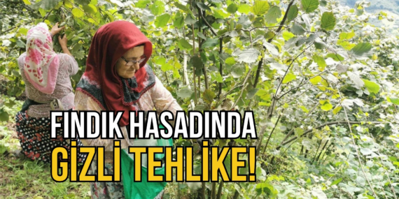 FINDIK HASADI GİZLİ
