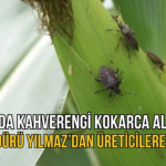 KOKARCA11