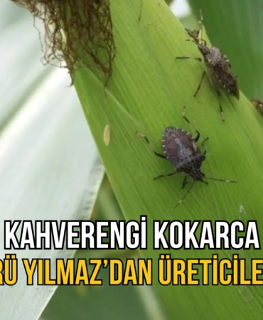 KOKARCA11