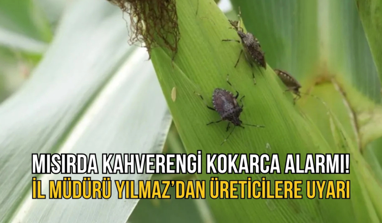 KOKARCA11