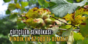 fındık en az