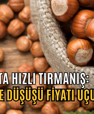 fındık tırmanış