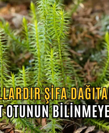kibrit otu
