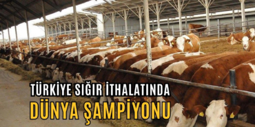 sığır ithalatı