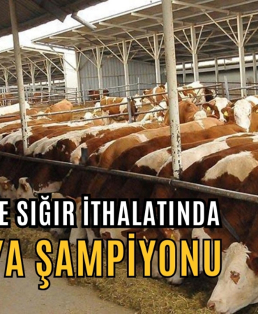 sığır ithalatı
