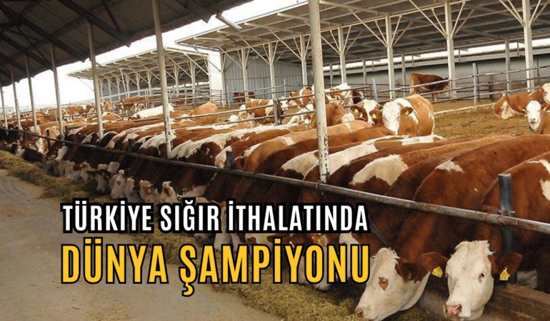 sığır ithalatı