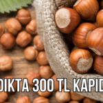 FINDIK