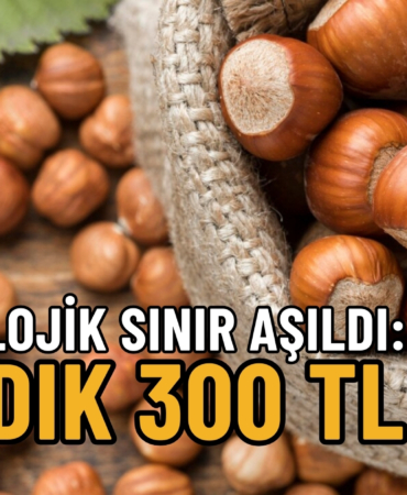 FINDIK 300