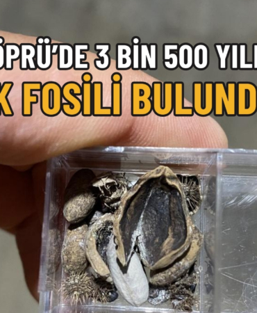 fosil