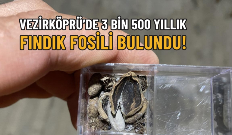 fosil