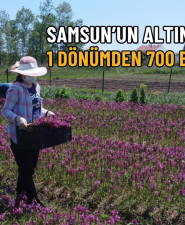 altın yumrusu