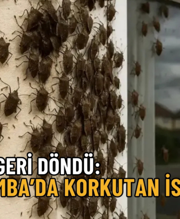 çarşamba kabus