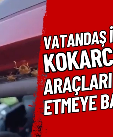 kokarca