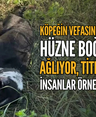 KÖPEK