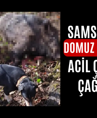 domuz